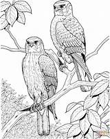 Coloring Hawk Pages Hawks Animals Perched Two Supercoloring Birds Coloringtop sketch template