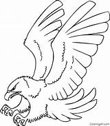 Hawk Coloring Tailed Coloringall Birds sketch template