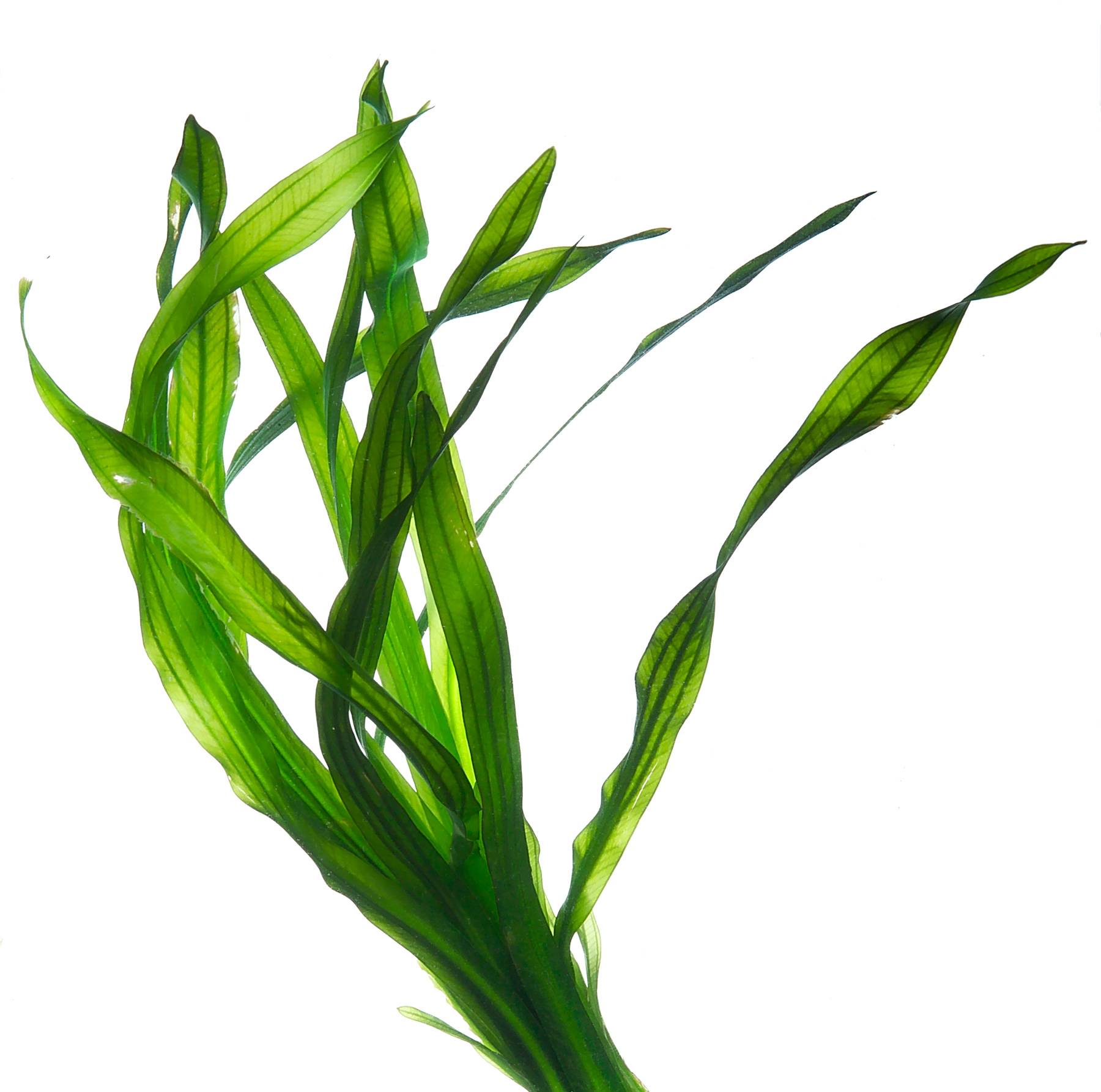 Seaweed | Free Download Clip Art | Free Clip Art