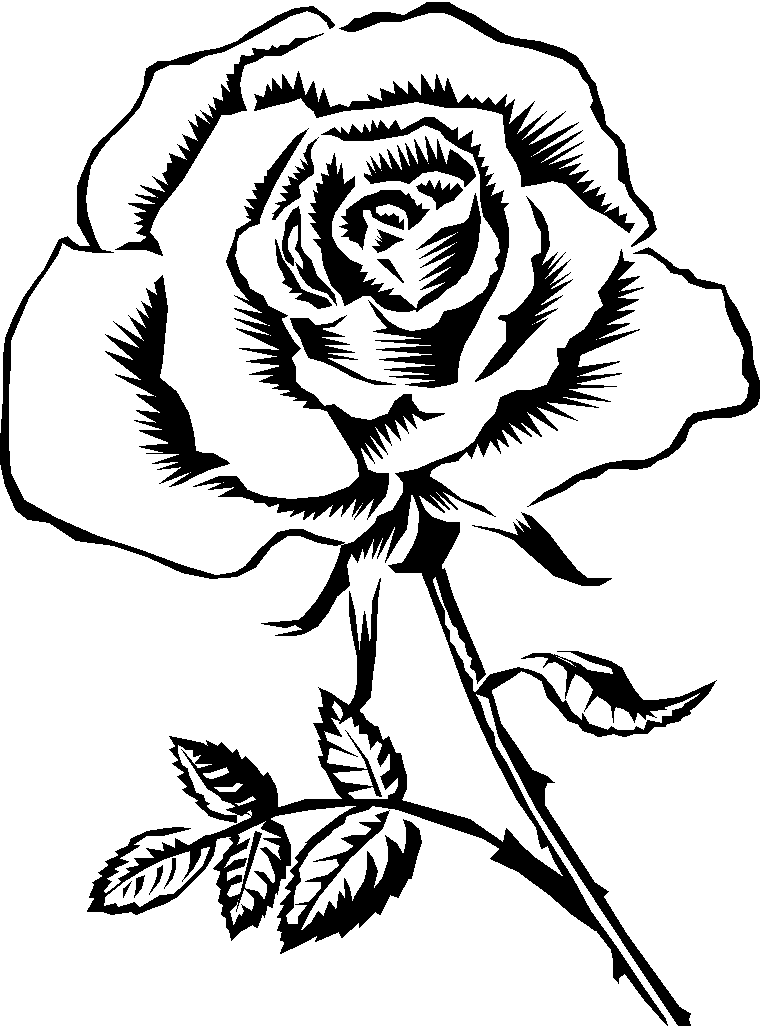 Line Drawings Of Roses