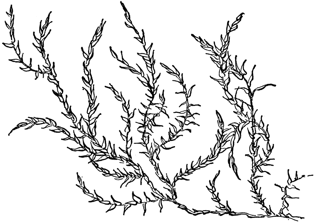 Seaweed clipart free