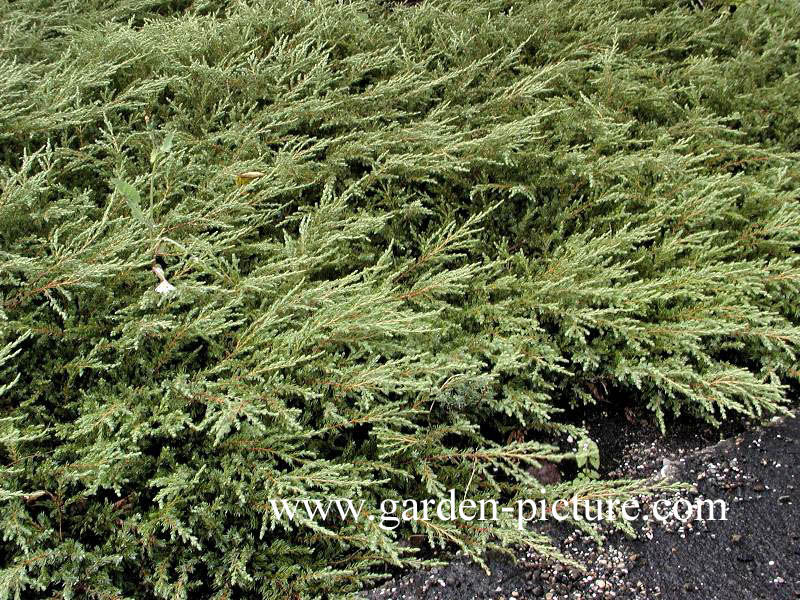 Juniperus communis 'Repanda'