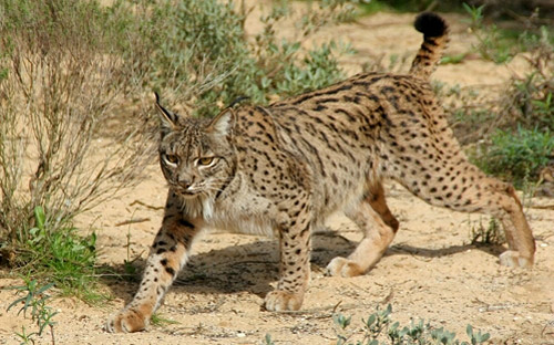 Iberian Lynx