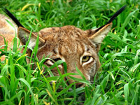 Lynx Genus