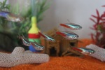 A flock of Tetras