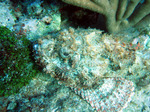 Cute Scorpionfish