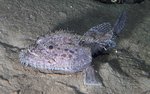 Goosefish