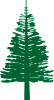 Norfolk pine