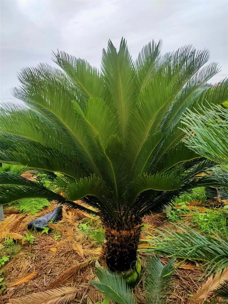 sago palm10