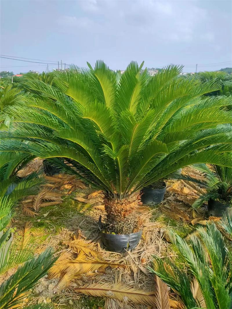 sago palm8