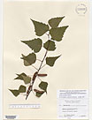 Herbarium sheet image thumbnail