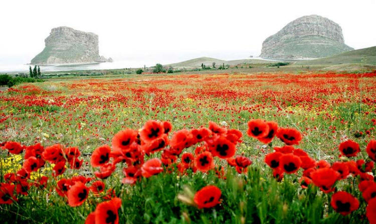 Red poppies