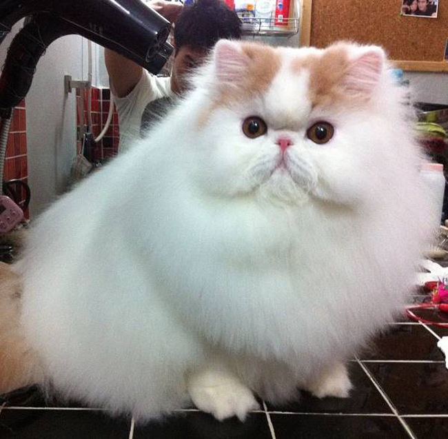 Fluffy Cat Pictures, Photos, and Images for Facebook, Tumblr, Pinterest