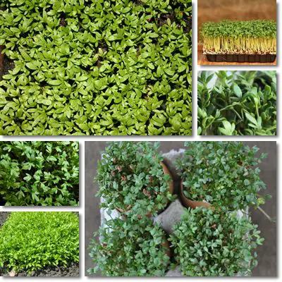 Garden cress