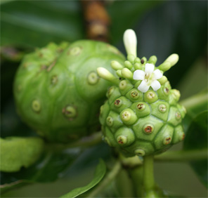 Morinda citrifolia