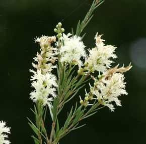 Melaleuca linariifolia