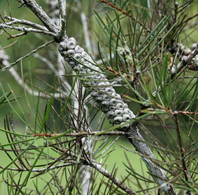 Melaleuca linearis