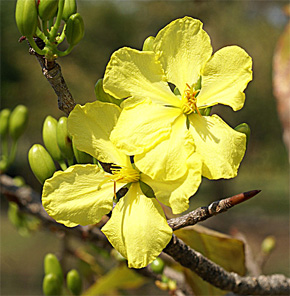 Ochna integerrima