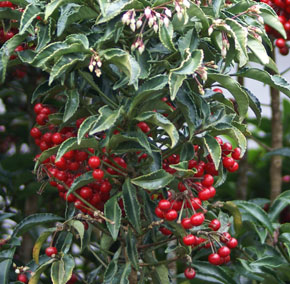 Ardisia crenata