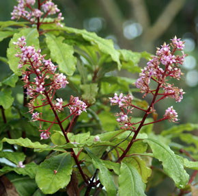 Ardisia serrata