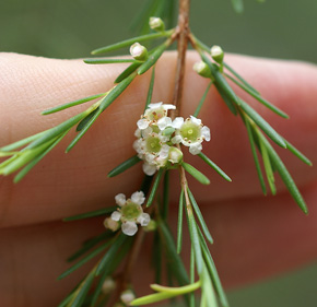 Baeckea frutescens