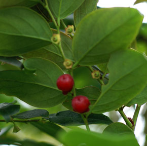 Breynia oblongifolia