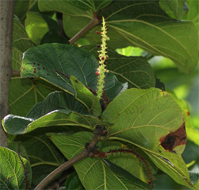 Coccoloba pubescens