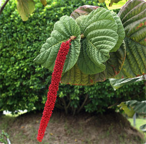 Coccoloba rugosa