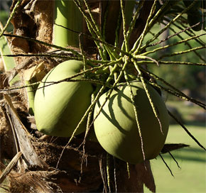 Cocos nucifera