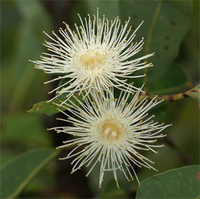 Corymbia sp.