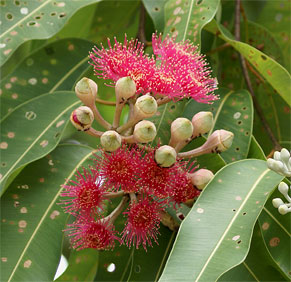 Corymbia ptychocarpa