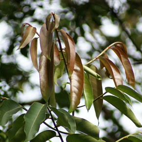 Drypetes pendula