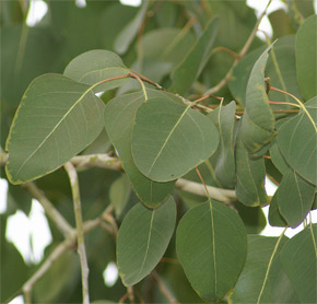 Eucalyptus alba