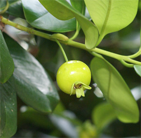 Eugenia brasiliensis