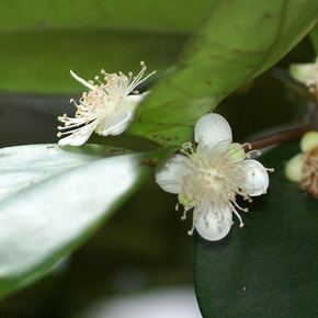 Eugenia reinwardtiana