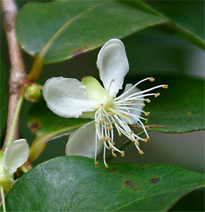 Eugenia uniflora