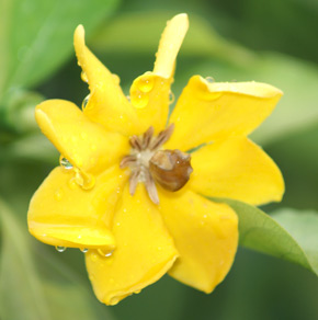 Gardenia subcarinata