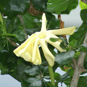 Gardenia thunbergia