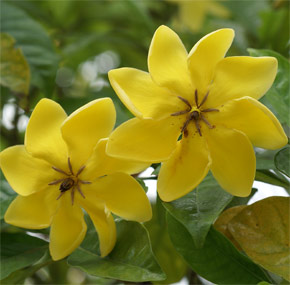 Gardenia tubifera