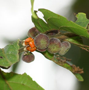 Glochidion zeylanicum