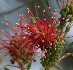 Grevillea banksii