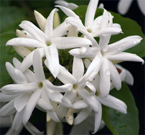 Jasminum multiflorum