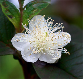 Psidium guajava