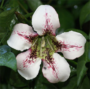 Rothmannia longiflora