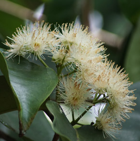 Syzygium grande