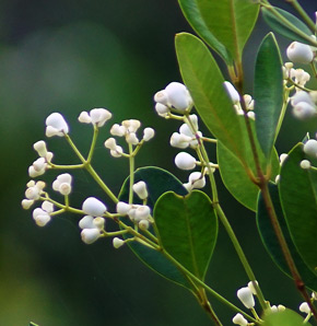 Syzygium incarnatum