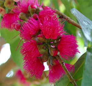 Syzygium malaccense