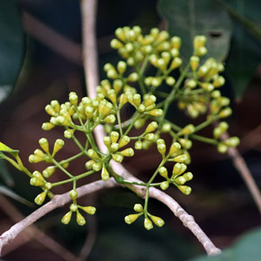 Syzygium tierneyanum