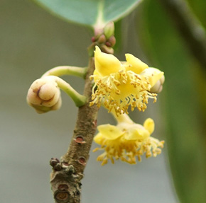 Ternstroemia sp.