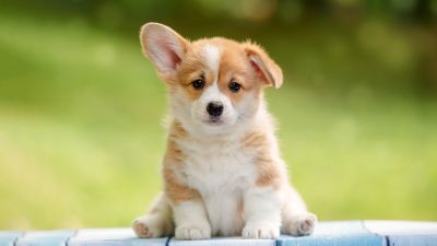 Corgi puppy, Happy, Pet dog, Adorable, Fluffy dog, 5K